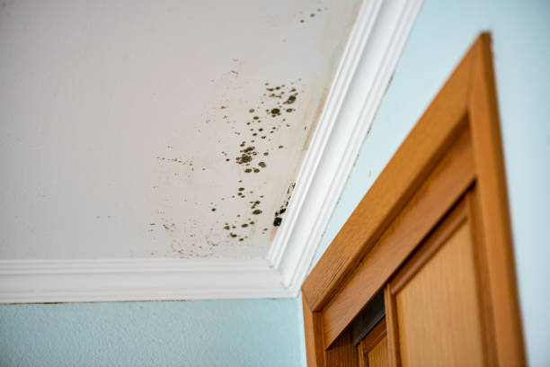 Best Basement Mold Remediation in Hayti, PA