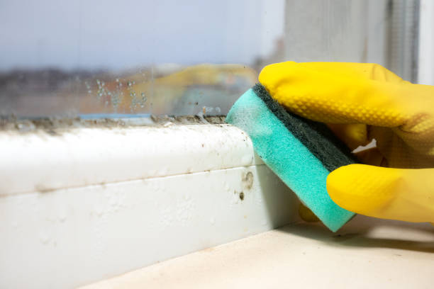 Best Emergency Mold Remediation in Hayti, PA