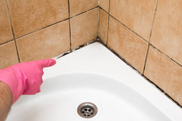 Professional Mold Remediation in Hayti, PA